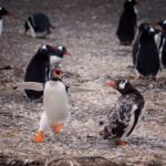 fotoAntartida-pinguinos1-150x150-1