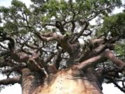 Existe un imponente árbol Baobab en Mozambique, África