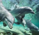 Delfines: la ‘Sonrisa’ que refuerza sus vínculos sociales