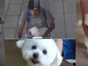 Desesperada búsqueda de Suki, una perra robada en Agronomía