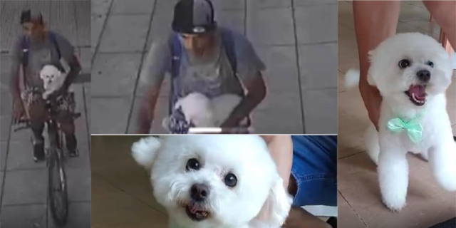 perro-robado-en-agronomia