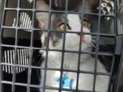 Planificar tus vacaciones con tu mascota: opciones y recomendaciones