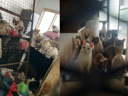Encuentran 51 gatos y otros animales en condiciones deplorables