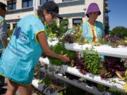 Voluntarios trasplantaron ejemplares en el sistema hidropónico del CIFA