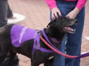 Villa Devoto recibe la primera Jornada de Adopción del año