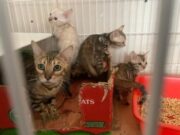 Rescatan 33 animales de criaderos ilegales en Villa Crespo y Devoto