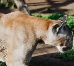 Neuquén prohibió la caza deportiva del Puma