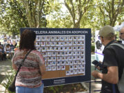 Perros y gatos esperan un hogar en una jornada especial en Caballito