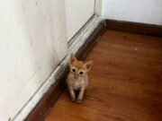 Criadero reincidente en Villa Devoto, imputan al responsable