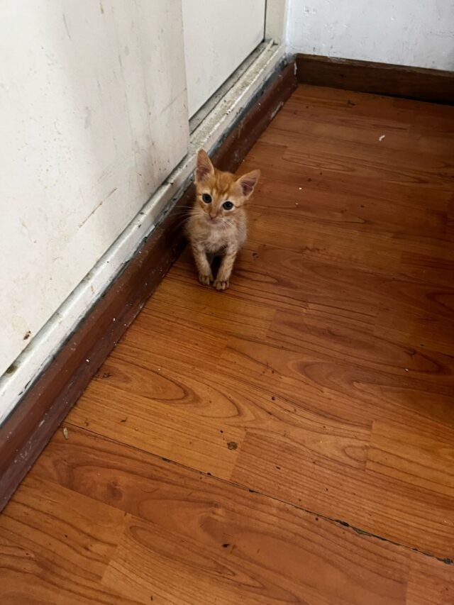 Rescataron-42-gatos-y-8-perros-hacinados-tras-desbaratar-dos-criaderos-ilegales-en-Caballito-y-Devoto