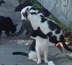 La convivencia con gatos transforma la vida de los seres humanos