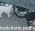 La UBA lanzó la primera diplomatura basada en el entrenamiento de gatos