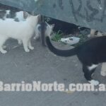 fotogatitos3-150x150-1