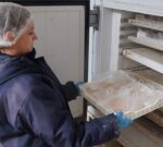 Diseñan en Argentina una línea de producción para incrementar el valor del pacú