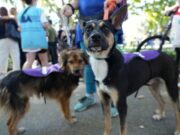 Perros y gatos buscan hogar este sábado en la Ciudad