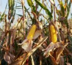 Argentina vuelve al mercado de deuda con alto costo y el agro aporta divisas clave