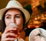 Los mosquitos prefieren picar a quienes consumen alcohol