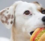 Aprueban el uso de carne cultivada en laboratorio como alimento para animales