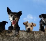 Aseguran que los perros criollos están llenos de cualidades únicas que los hacen ideales como mascotas