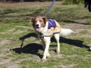 Adopciones, conciencia y juegos en una feria animal en Versalles