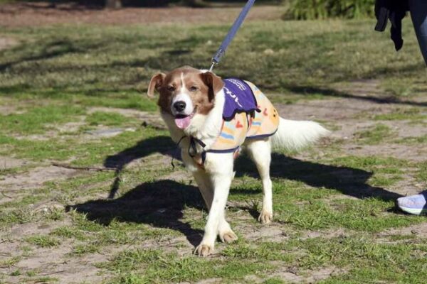 Nueva-Jornada-de-Adopcion-de-Perros-y-Gatos-scaled-1