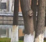 ¿Por qué algunos árboles tienen el tronco pintado de blanco?