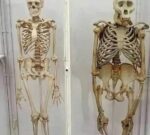 El esqueleto humano y el de gorila comparten muchas similitudes