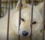 Corea del Sur aprobó la Ley que prohíbe comer carne de perro