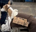 Capuchino, el galgo vendido como un mueble, por su propio dueño