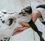 Fallo histórico en Estados Unidos porque reconocen el dolor emocional por la muerte de un perro