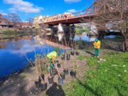 La Ciudad plantará 650 árboles nativos en el Riachuelo por el Día del Árbol