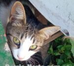 Los gatos demuestran más interés cuando se les habla como a los bebés