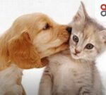 Aprueban ley en Colombia que reconoce a las mascotas como parte del núcleo familiar