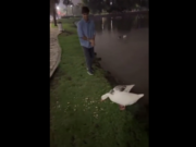 Indignación por un Tarado que raptó gansos de los lagos de Palermo
