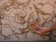 La Ciudad será capital de la arqueología y la paleontología