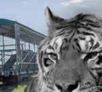 Murió Gustavo, el tigre que vivió 15 años en un vagón de tren