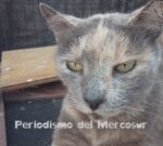 Los gatos pueden entender el lenguaje humano porque un estudio revela pistas sorprendentes