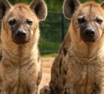 Luego de cuatro años de intentos fallidos de cría, un zoológico descubrió que ambas hienas eran machos