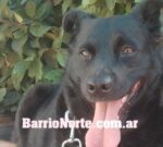 Cómo cuidar y fortalecer la salud de tu perro