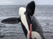 La orca que mostró su pene prominente