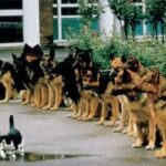 fotoperrosgatito1-150x150-1