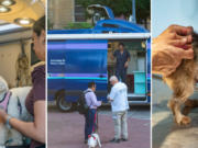 Vacunación antirrábica sin turno en Plaza Aristóbulo del Valle