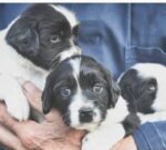 ¿Cuánto tiempo pueden vivir nuestros perros?