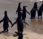 Estos pingüinos fueron rescatados por conservacionistas tras sufrir desnutrición y maltrato animal