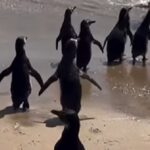 fotopinguinos1-150x150-1