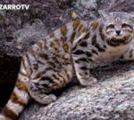 Fotografiaron en Jujuy al gato más desconocido del planeta: El fantasma de los Andes»