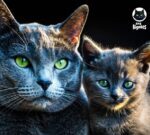 El gato favorito de los zares rusos tiene un pelaje que brilla como la plata