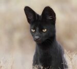 El misterioso serval negro que reune su belleza total, casi perfecta