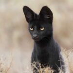 fotoserval1-150x150-1