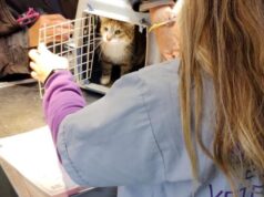 La Ciudad refuerza la atención veterinaria gratuita en las 15 comunas